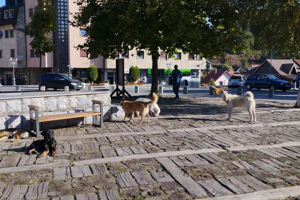 POZIV ZA JAVNU TRIBINU: Izgradnja skloništa za napuštene kućne ljubimce